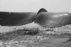 Digby Neck Whale Tail Vilesilencer