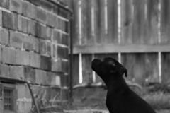fergus-the-staffy-vilesilencer