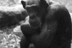 taronga-zoo-ape-vilesilencer
