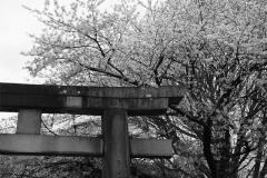 torii-gates-cherry-blossom-tokyo-vilesilencer