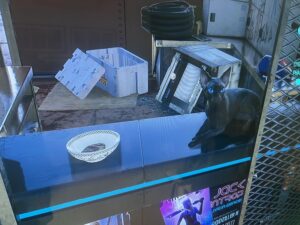 Cyberpunk 2077 Megaride Rollercoaster Black Cat, Locked Safe & Backpack with Cat Food